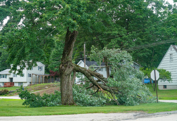 Tuolumne City, CA Tree Service Company